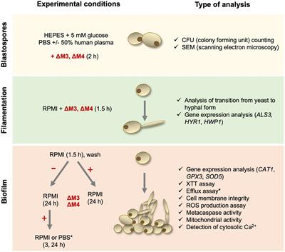 Cecropin D-derived synthetic peptides in the fight against Candida albicans cell filamentation and biofilm formation